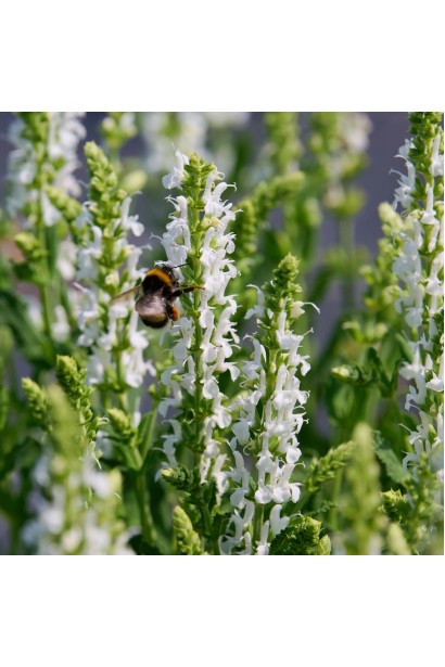 Salvia nemorosa Schneehügel під час цвітіння
